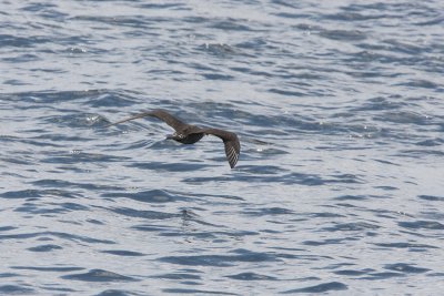 Parasitic Jaeger
