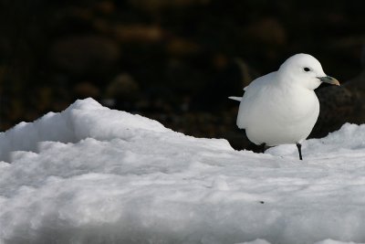 Ivory Gull