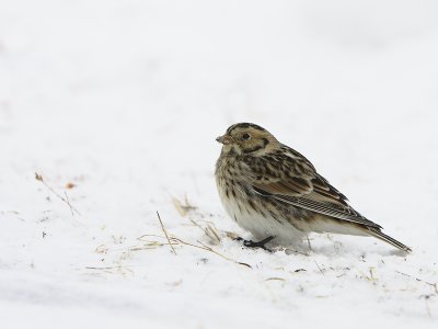 Lapland Longspur (Calcarius lapponicus)