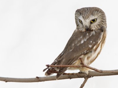 Northern Saw-whet Owl (Aegolius acadicus)