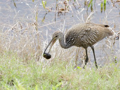 Limpkin