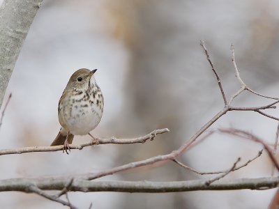 Hermit Thrush