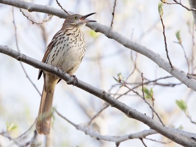 Brown Thrasher