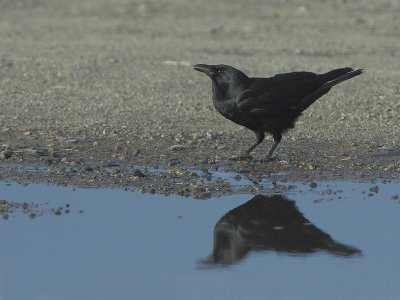 Fish Crow