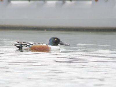 Northern Shoveler