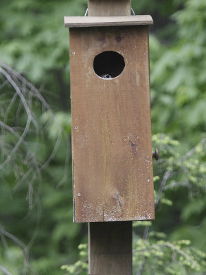 Wood Duck