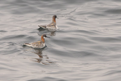 NH Pelagic Trip Spring 2010