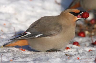Bohemian Waxwing