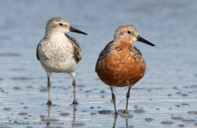 Red Knot