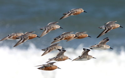 Red Knot (flight)