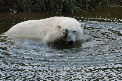 2) Polar bear bath / Isbjrnebad
