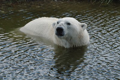 3) Polar bear bath / Isbjrnebad