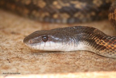 Texas Rat Snake - Elaphe obsoleta lindheimeri