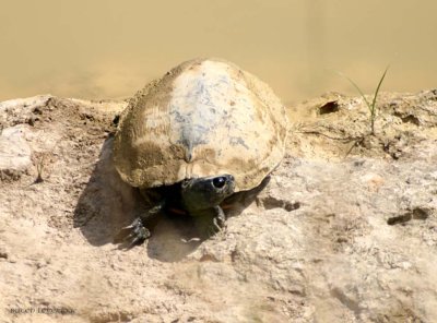 Dang Turtle...