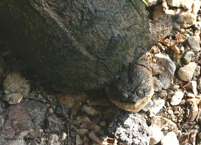 Another Dang Turtle..