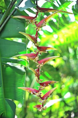 Heliconia chartacea x platystachys 'Temptress'