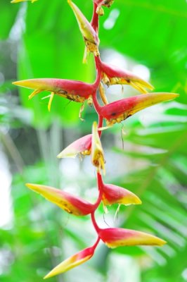 Heliconia chartacea x platystachys 'Temptress'