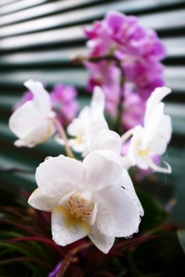 Phalaenopsis hybrid   