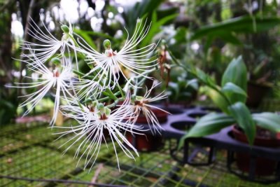 Habenaria species