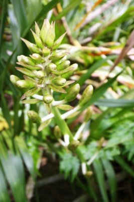 Grammatophyllum speciosum (Tiger Orchid)