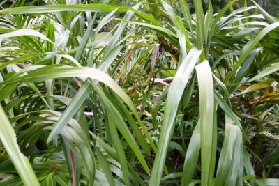 Grammatophyllum speciosum (Tiger Orchid)
