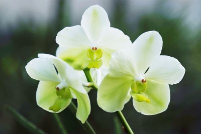 Vanda hybrid   