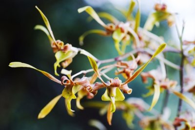 Dendrobium sutiknoi hybrid