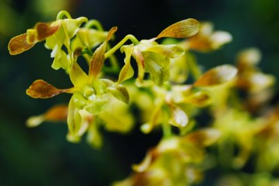 Dendrobium Saleha