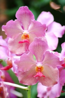 Vanda Usha