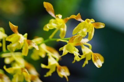 Dendrobium Saleha