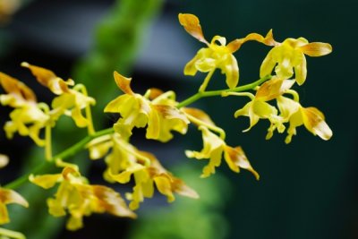 Dendrobium Saleha