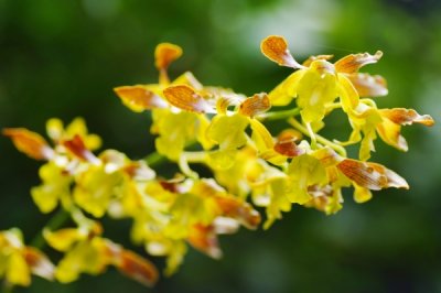 Dendrobium Saleha