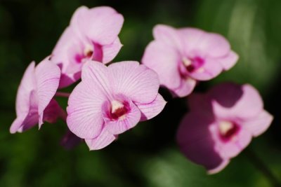 Dendrobium Mozah Bint Nasser Al-Missned