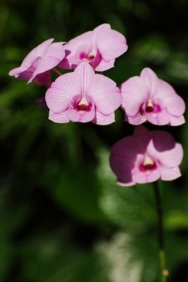 Dendrobium Mozah Bint Nasser Al-Missned