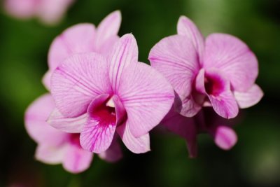 Dendrobium Mozah Bint Nasser Al-Missned