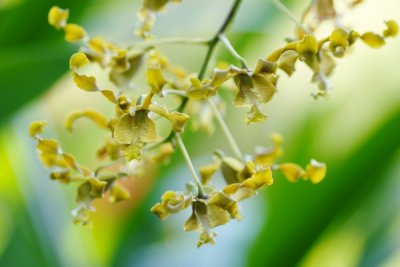 Dendrobium Tien Soeharto