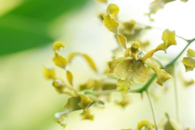 Dendrobium Tien Soeharto