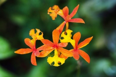 Epidendrum hybrid