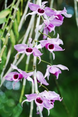 Dendrobium anosmum