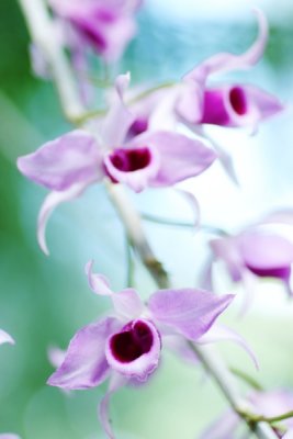 Dendrobium anosmum