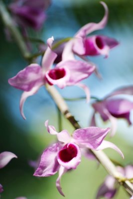 Dendrobium anosmum