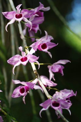 Dendrobium anosmum