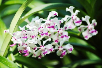Vanda luzonica    