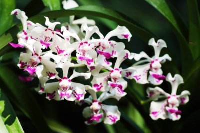 Vanda luzonica  