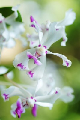 Vanda luzonica  