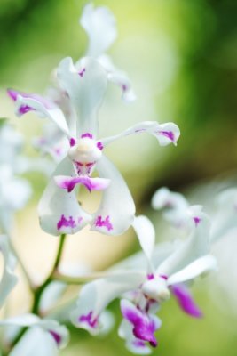 Vanda luzonica  