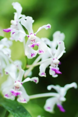 Vanda luzonica 