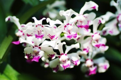 Vanda luzonica