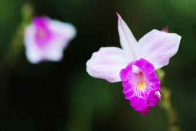 Arundina graminifolia