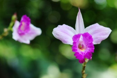 Arundina graminifolia